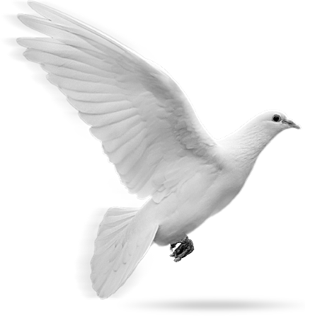 Dove